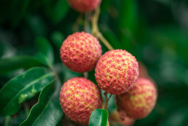 南方农村报 樊静东 制图