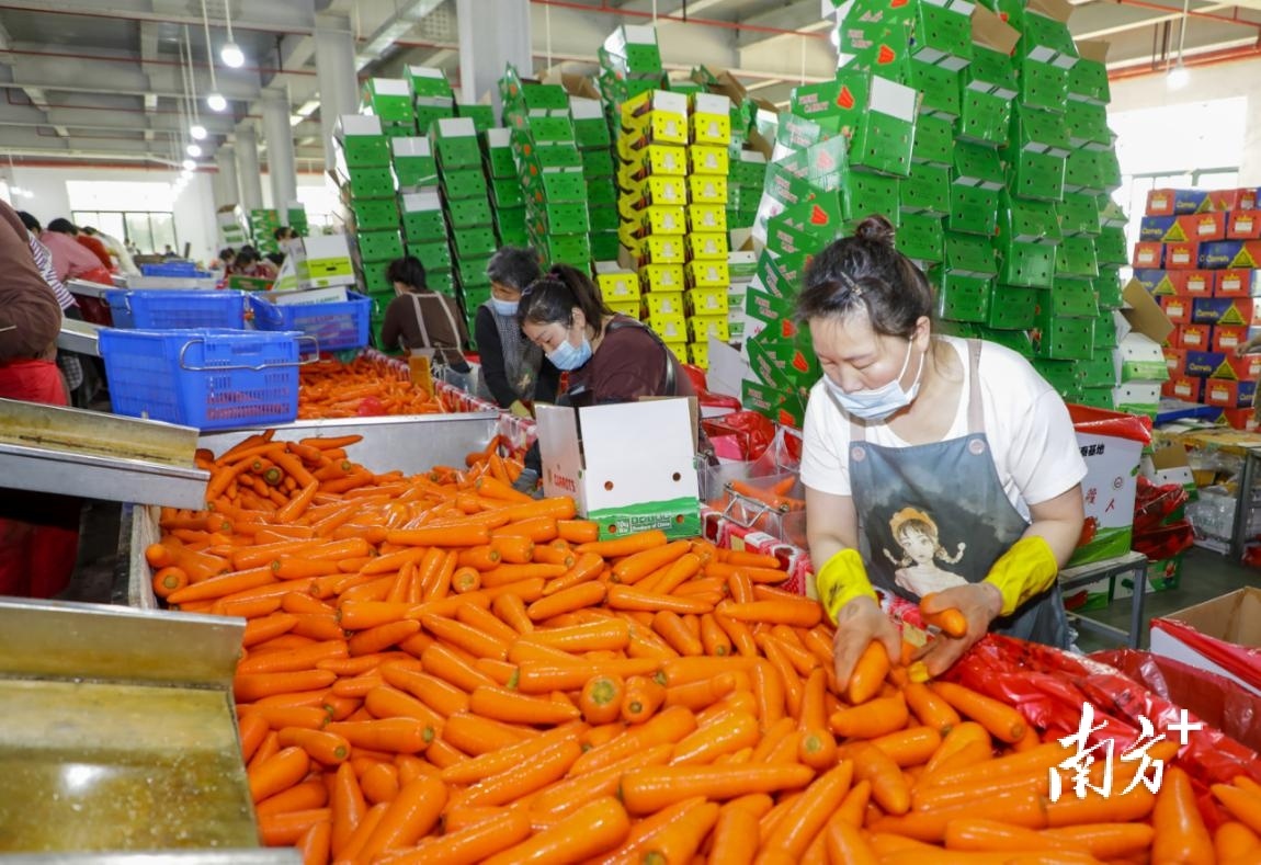 惠来胡萝卜出口东南亚国家。