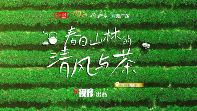 岭南出佳茗！探寻梅州春日山林的清风与茶