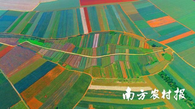 菠萝的海中的“五彩鱼”。 