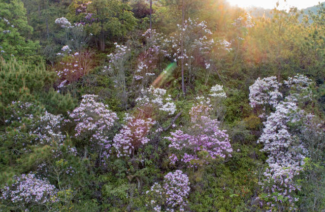 天井山保存着广东省面积最大、结构较完整的云锦杜鹃自然种群。