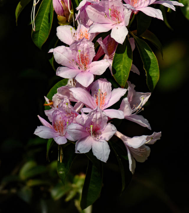天井山保存着广东省面积最大、结构较完整的云锦杜鹃。