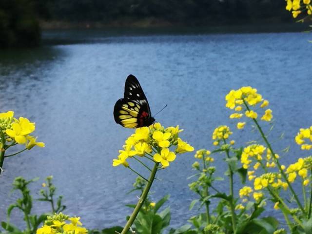 石门国家森林公园，油菜花吸引蝴蝶前来采蜜。