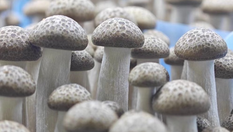 天下誰(shuí)人不食菌,？要食就食韶關(guān)菌