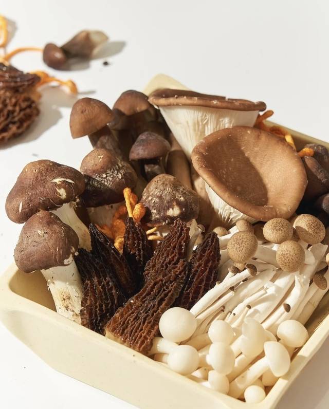 食用菌