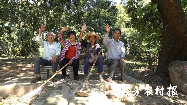 守護古荔枝樹的村民,。