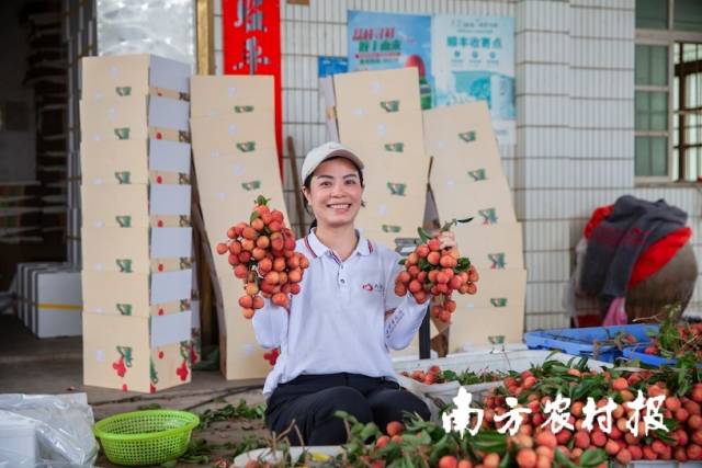 荔枝豐收,，村民笑開顏,。 伍惠麟 攝