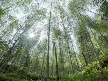 一根竹子背后的经济账|园区有新貌 振兴新图景⑤