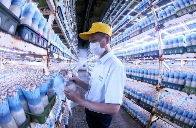 广东沐和生态农业发展有限公司以米糠、玉米粒等为原料生产的菌包用于培育使用菌  