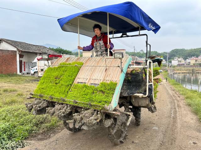 工人进行插秧作业  