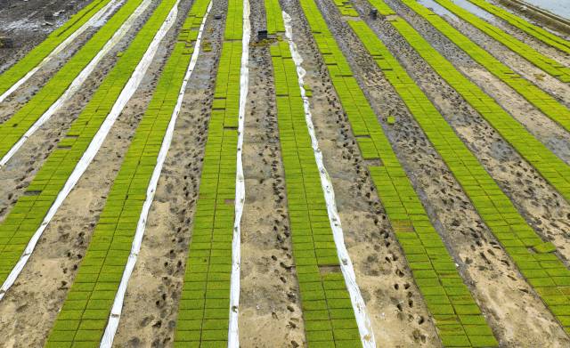 广东盛大生态农业科技有限公司育秧地