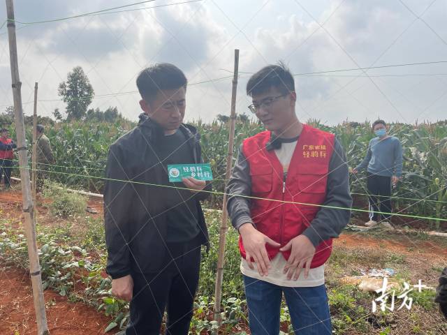 廣東省農(nóng)業(yè)科學(xué)院蔬菜研究所博士陳雷介紹豇豆栽培技術(shù) 