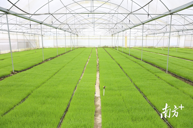 育秧大棚，梁敏摄。