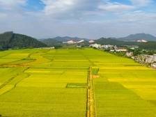 南方观察丨云浮为何要攻坚自然村集体经济？