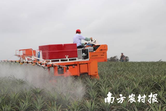 展示現(xiàn)場，正在噴施農(nóng)藥的菠蘿機械