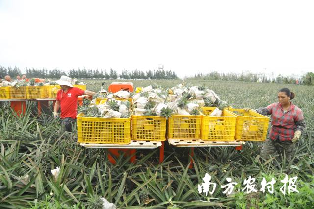 多功能高床運輸平臺