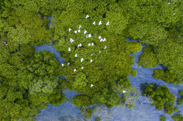 湛江霞山观海长廊红树林吸引了大批鹭鸟。南方日报记者 肖雄 通讯员 郎树臣 摄 湛江霞山观海长廊红树林吸引了大批鹭鸟。南方日报记者 肖雄 通讯员 郎树臣 摄