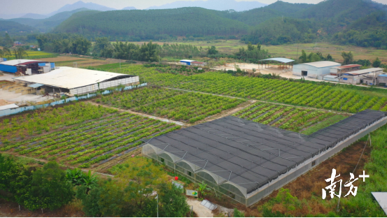 德庆：立足资源优势，全力打造南药发展新高地