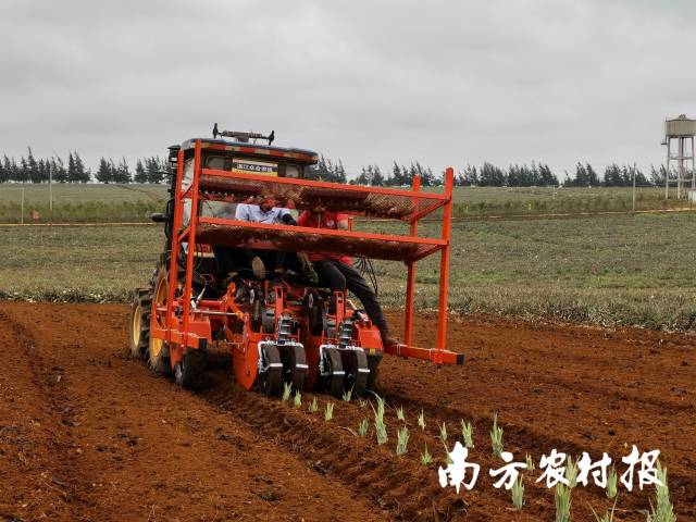 菠蘿移栽機 