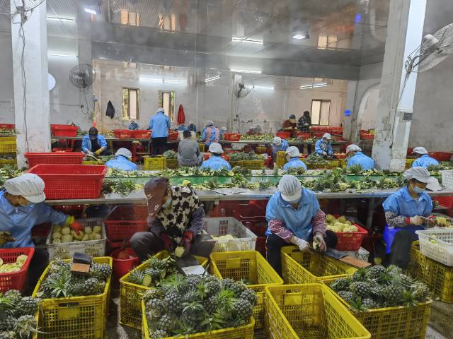 菠蘿去皮去心花費大量人力
