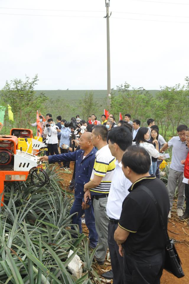 活動組織菠蘿種植戶參觀廣東省國營紅星農(nóng)場菠蘿產(chǎn)業(yè)園