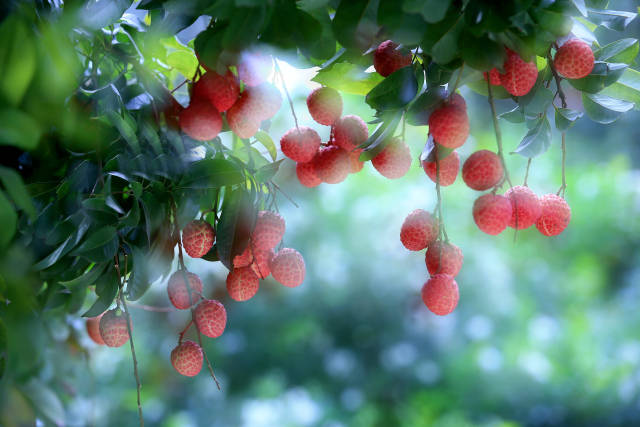 南方农村报 樊静东 制图