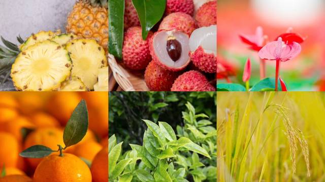 南方农村报 樊静东 制图