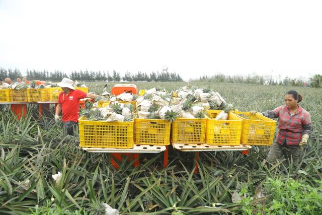 菠蘿優(yōu)質(zhì)高效種植要減肥減負