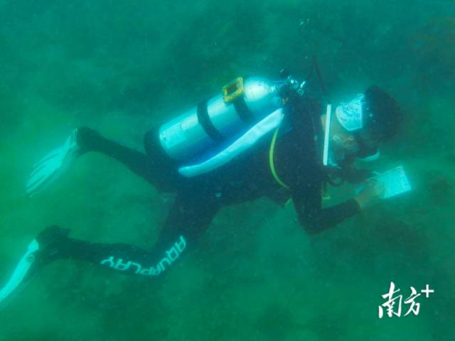 广东海洋大学科研人员进行珊瑚普查。南方日报记者 朱洪波 摄