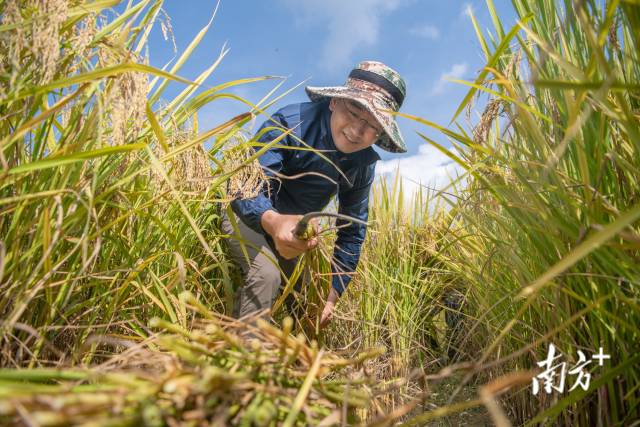 华南农业大学实验基地收割嫦娥五号“太空稻”。南方日报记者 张梓望 徐昊 摄