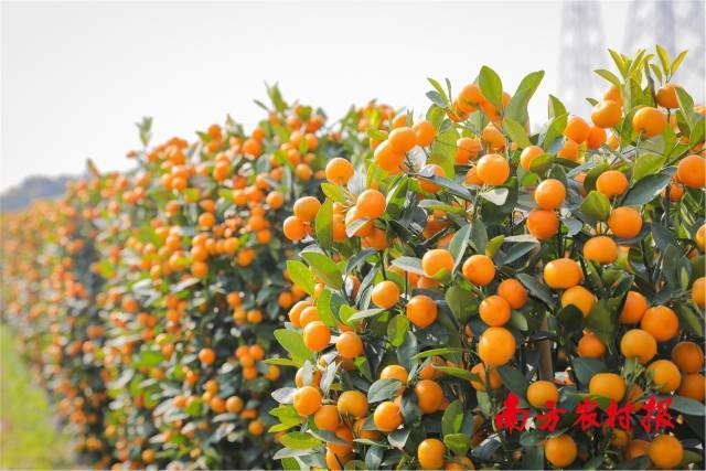 全国近八成盆桔产自佛山陈村镇。