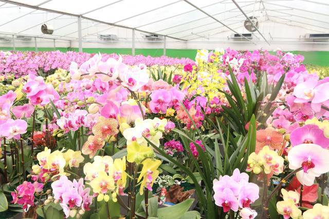 广东年花让人在寒冷的冬日感受到春天的温暖。