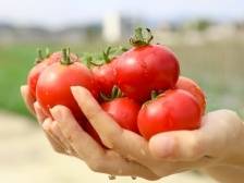 帮扶新力量|蕉岭三圳镇：小蔬菜 大产业