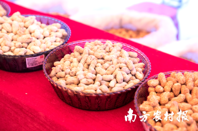 连平花生。谭家富摄
