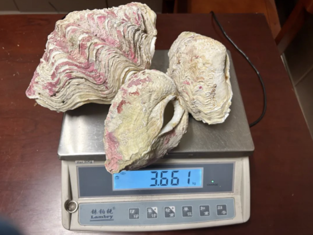 又有人在行李箱里藏濒危物种贝王砗磲海关查获现场曝光