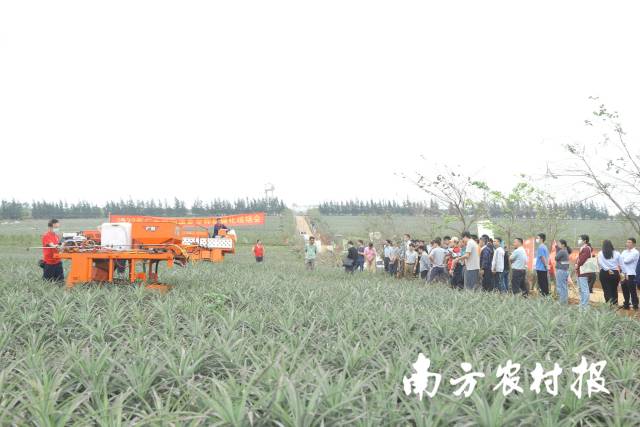 “菠”动广州商圈，农产品品牌赛事火爆征集中丨广东特色优势农业品牌一周战报②