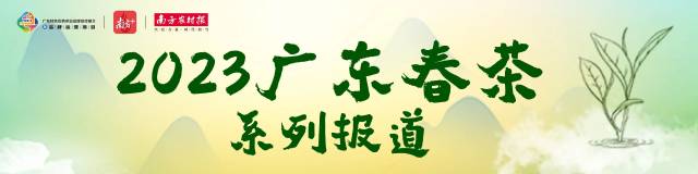 广东茶叶生产预报⑨：阳光告急转雷雨大风，茶园采收管理要抓紧