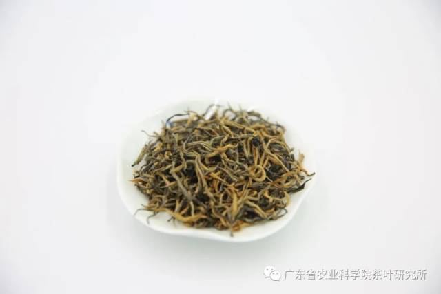 英紅九號(hào)金毛毫茶