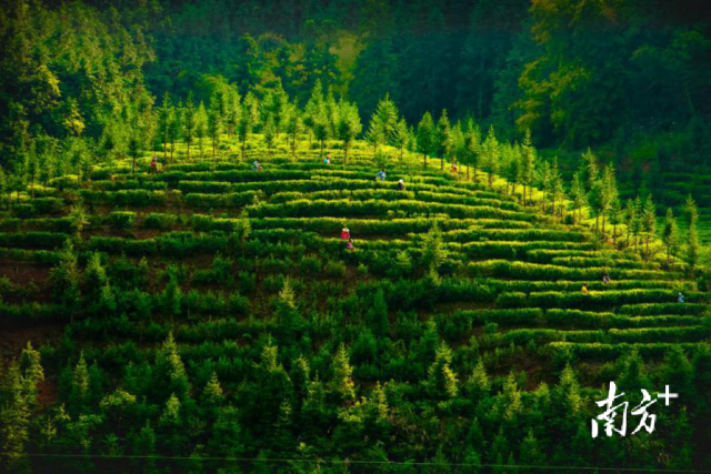 连南瑶族自治县融媒体中心供图