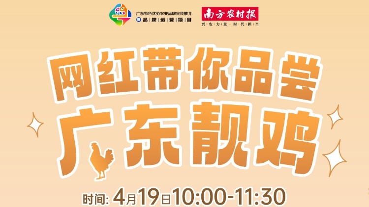 優(yōu)質(zhì)清遠(yuǎn)麻雞是如何煉成的,？4月19日,，網(wǎng)紅帶你探秘籍，品靚雞,，嘗口感,！