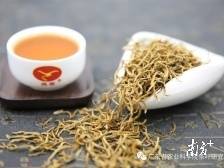 元首茶叙的金毛毫，如何发展成英红九号系列高端产品？