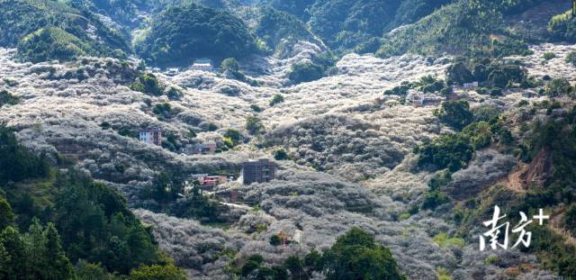 陆河螺洞村世外梅园景区，美不胜收。