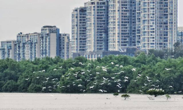 深圳湾红树林湿地。