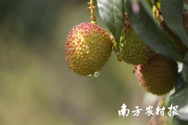 謝崗荔枝