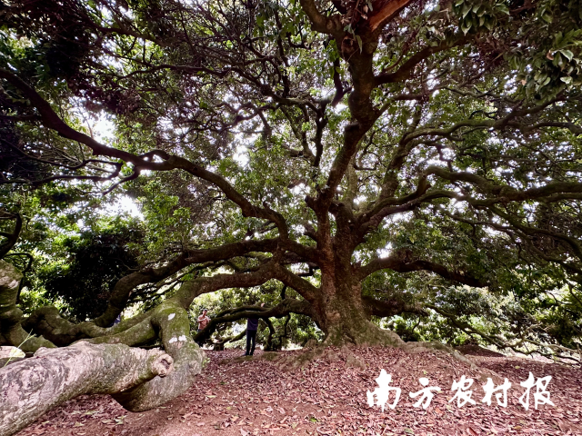 位于灵山县那隆镇芳塘村的古香荔枝树，开枝散叶，枝干相连，占地一亩多，距今已有830年历史。