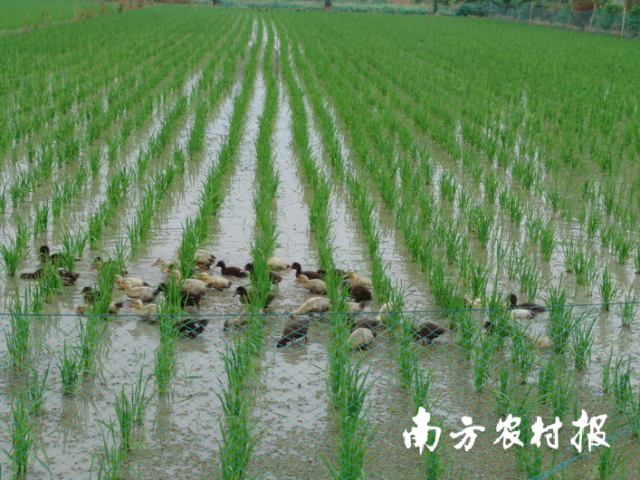 “水禽+禾蟲”池塘立體養(yǎng)殖模式