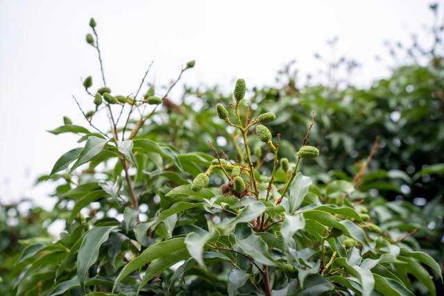 荔枝树枝头已经挂满了绿色的小果。