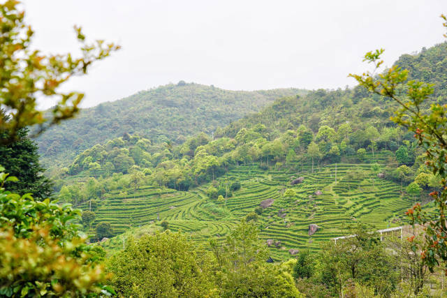 豐順茶山一角,，盡顯生態(tài)優(yōu)越,。黃培強  攝