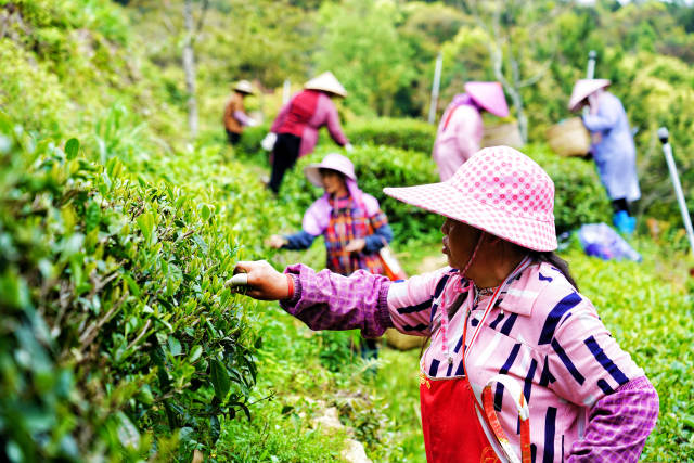 茶山变金山，为当地农户提供就业机会。黄培强 摄