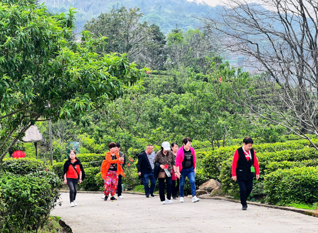 丰顺县大宝山旅游度假区保留自然生态茶区，打造文化旅游景区。黄培强  摄